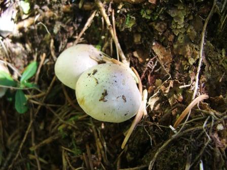 funghi da determinare