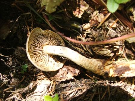 funghi da determinare