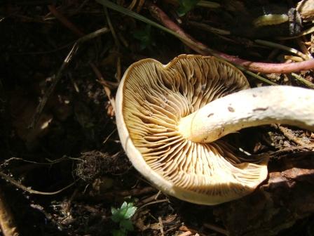 funghi da determinare