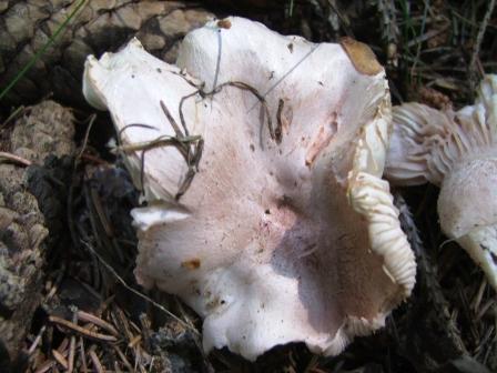 funghi da determinare