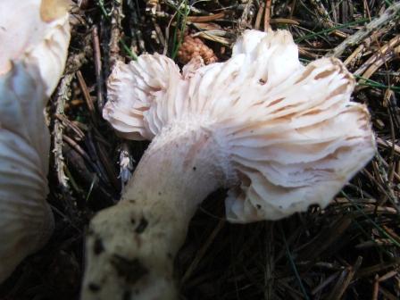 funghi da determinare