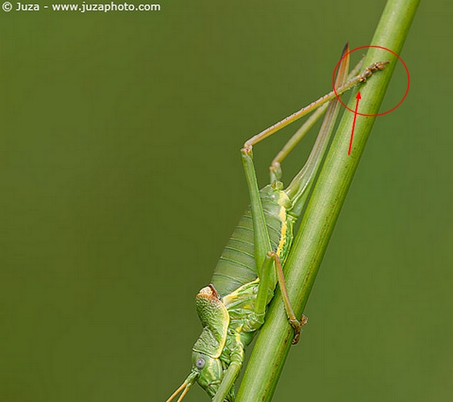 Uromenus (Bolivarius) elegans (Bradyporidae)