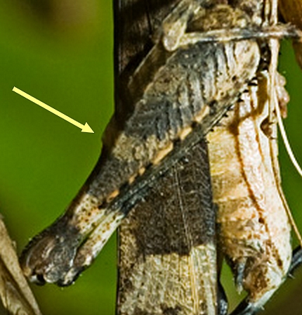 Oedipoda caerulescens