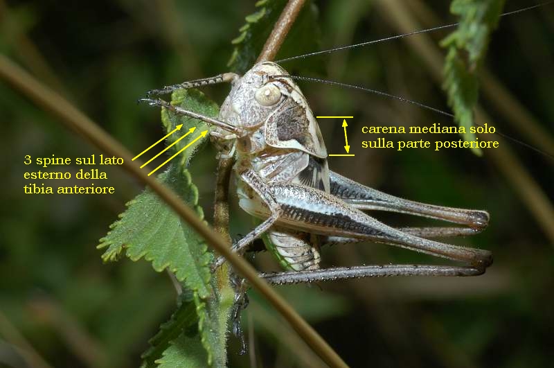 Platycleis sp. (Tettigoniidae)