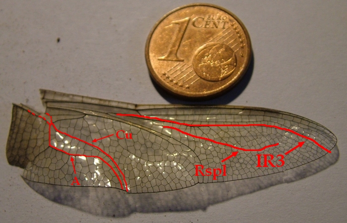 quiz per gli entomologi!