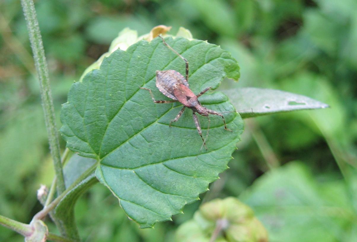 Emitteri delle Orobie (Anaptus)