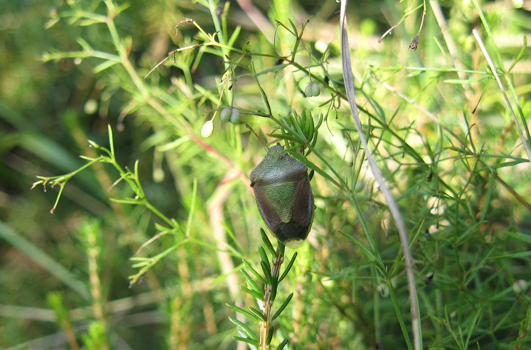 Piezodorus lituratus