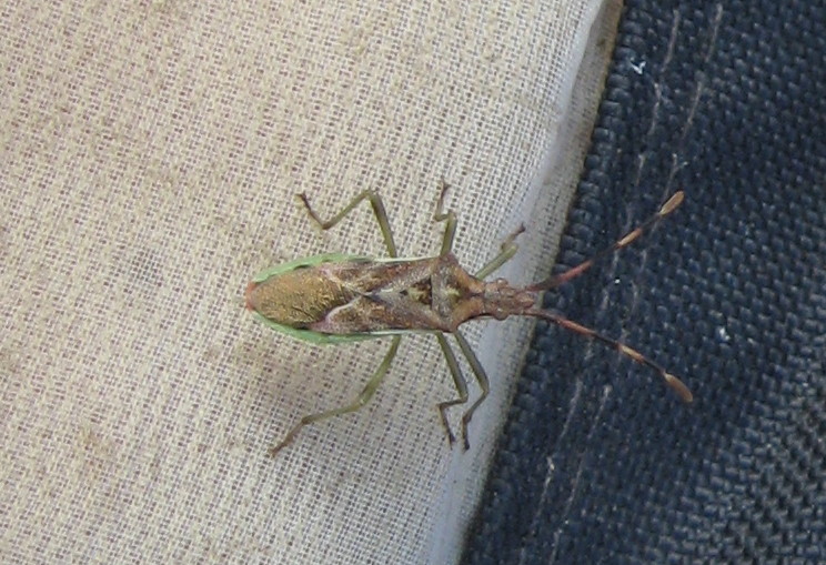 Emitteri delle orobie 2 (Gonocerus)