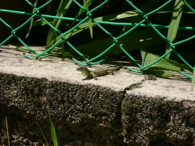 Ancora serpi sulla TERRAZZA !!