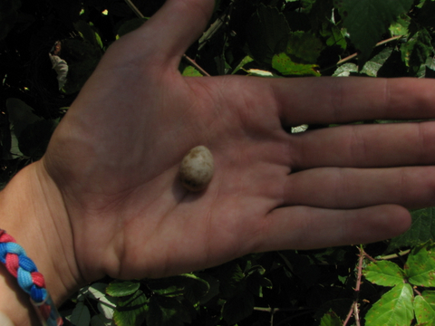 Erpetofauna Boario
