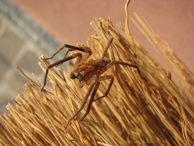 Zoropsis spinimana