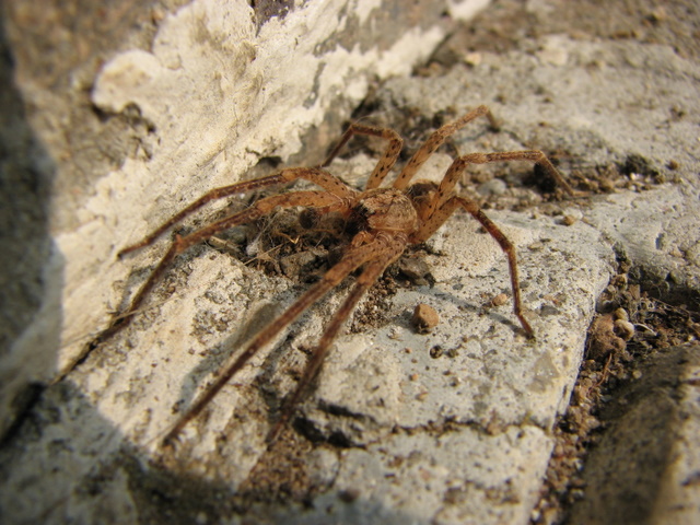 Zoropsis spinimana