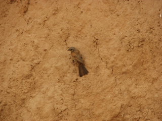 Uccelli in Tunisia