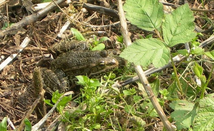 Rana verde?? - Pelophylax sp.