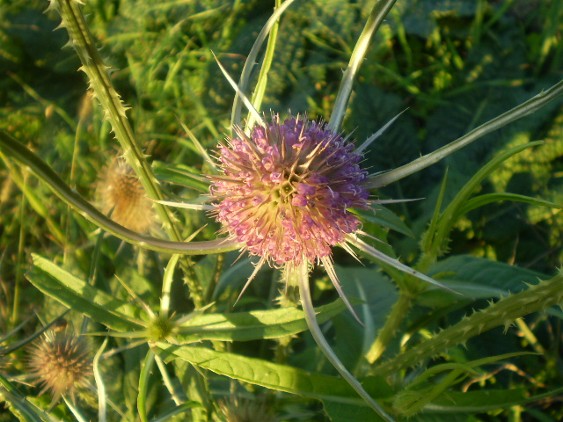 Dipsacus fullonum / Scardaccione selvatico