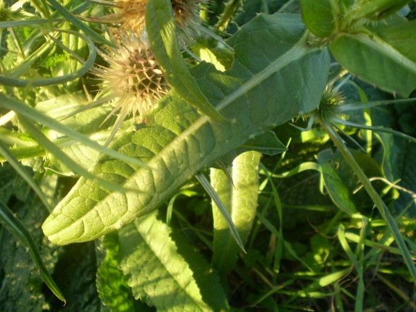 Dipsacus fullonum / Scardaccione selvatico