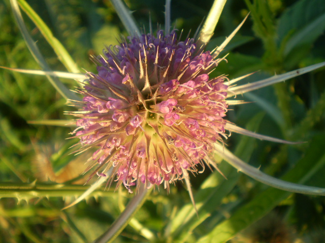 Dipsacus fullonum / Scardaccione selvatico