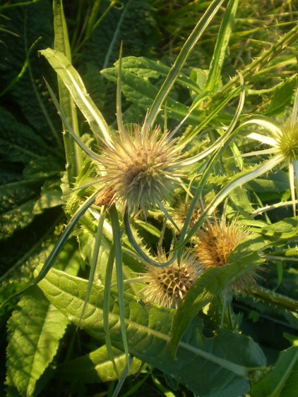 Dipsacus fullonum / Scardaccione selvatico
