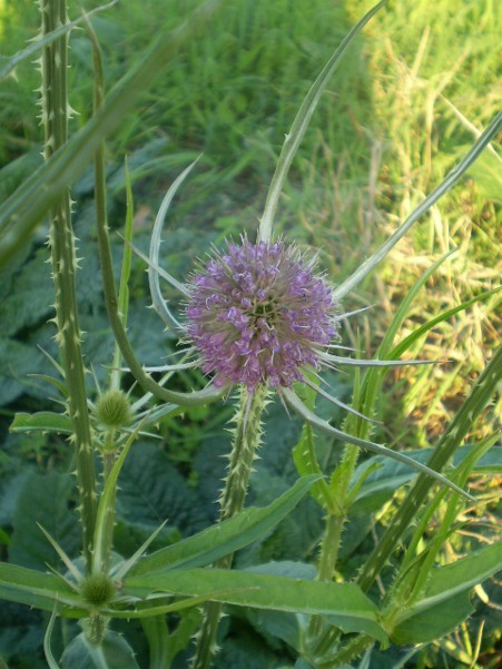Dipsacus fullonum / Scardaccione selvatico