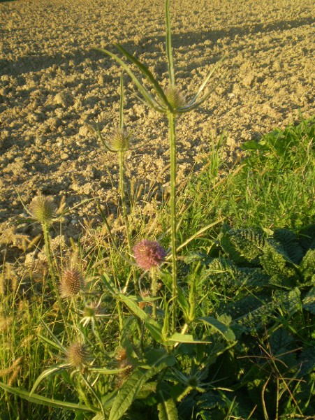 Dipsacus fullonum / Scardaccione selvatico