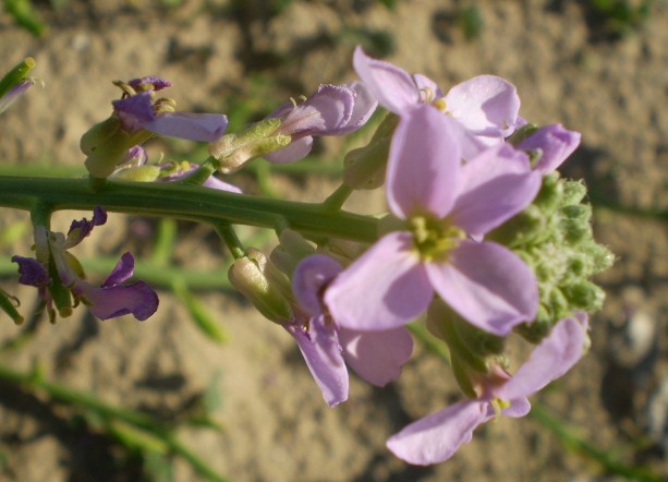 Cakile maritima/ Ravastrello marittimo, ruchetta di mare