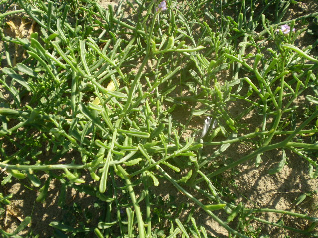 Cakile maritima/ Ravastrello marittimo, ruchetta di mare
