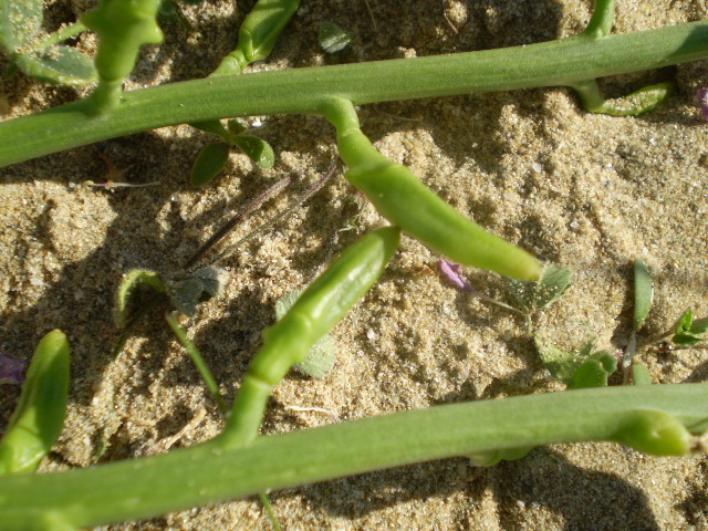 Cakile maritima/ Ravastrello marittimo, ruchetta di mare