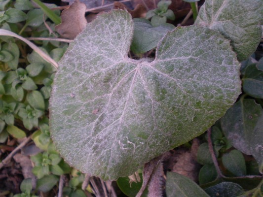 Petasites fragrans