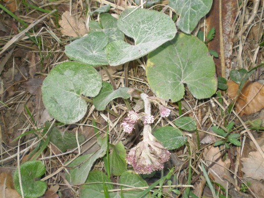 Petasites fragrans