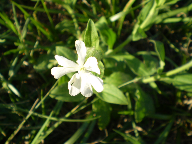 Lychnis alba?