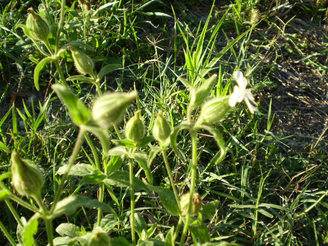 Lychnis alba?