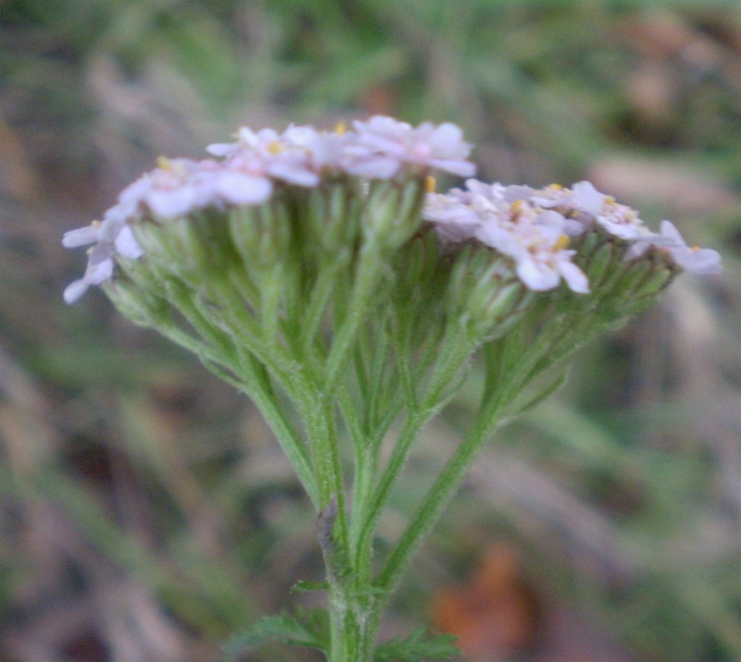Achillea