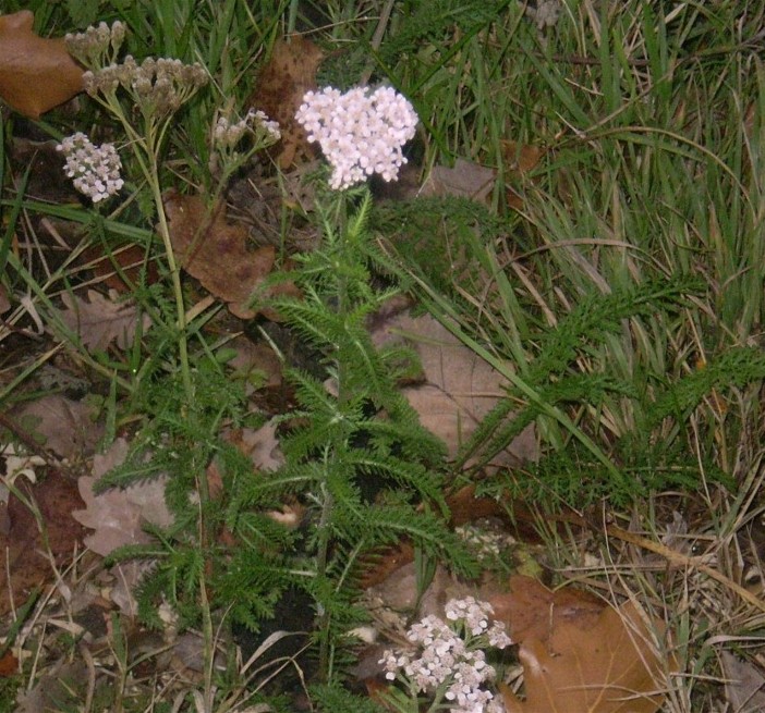 Achillea
