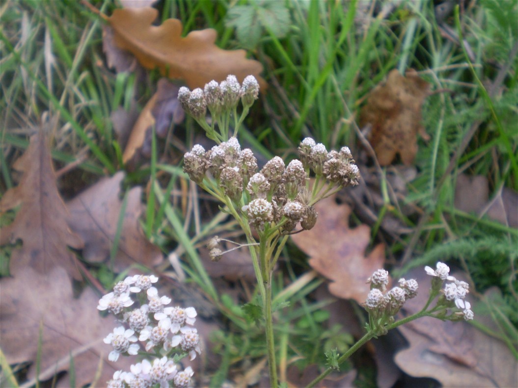 Achillea