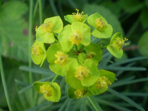 Euphorbia cyparissias / Euforbia cipressina