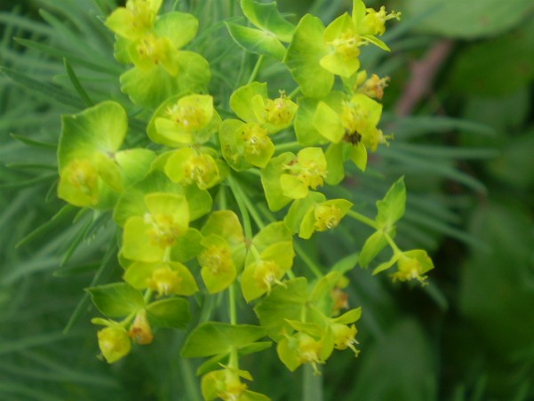 Euphorbia cyparissias / Euforbia cipressina