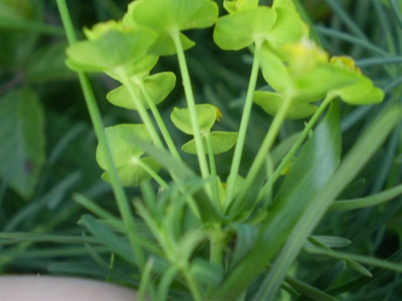 Euphorbia cyparissias / Euforbia cipressina