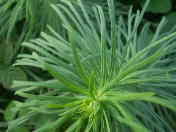 Euphorbia cyparissias / Euforbia cipressina