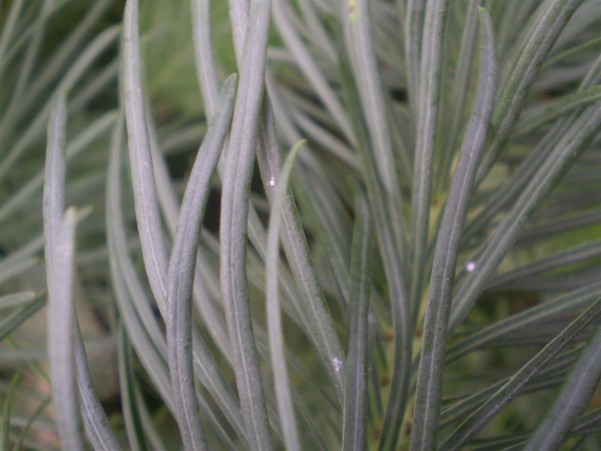 Euphorbia cyparissias / Euforbia cipressina