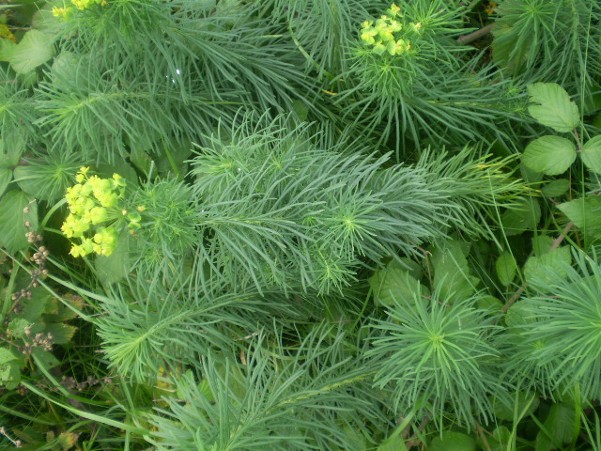 Euphorbia cyparissias / Euforbia cipressina