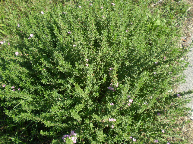 Ononis spinosa