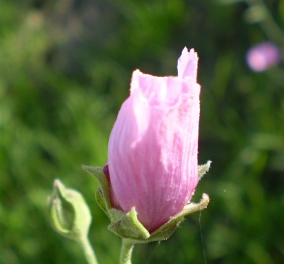 Althaea cannabina  / Altea canapina, malva canapina