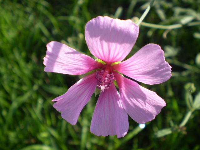 Althaea cannabina  / Altea canapina, malva canapina