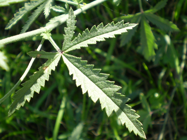 Althaea cannabina  / Altea canapina, malva canapina