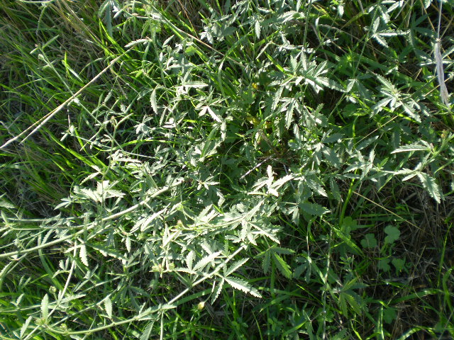 Althaea cannabina  / Altea canapina, malva canapina