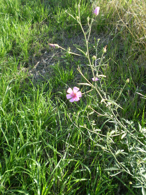 Althaea cannabina  / Altea canapina, malva canapina