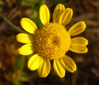 Cota tinctoria / Camomilla per tintori