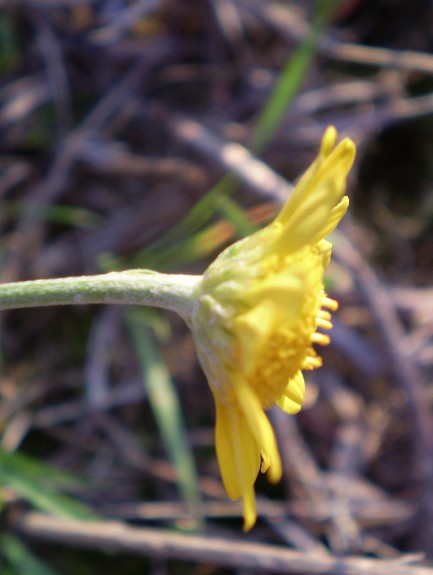 Cota tinctoria / Camomilla per tintori