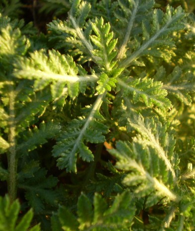 Cota tinctoria / Camomilla per tintori