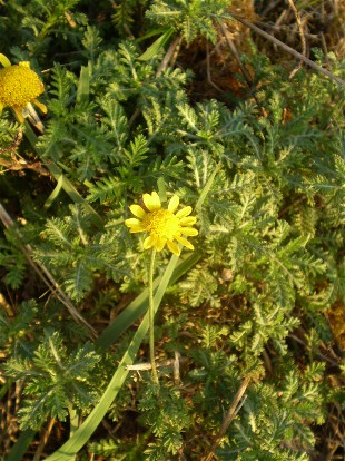 Cota tinctoria / Camomilla per tintori